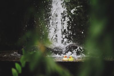 Artificial ducks in water fountain at yard