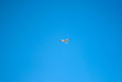 Low angle view of bird flying in blue sky