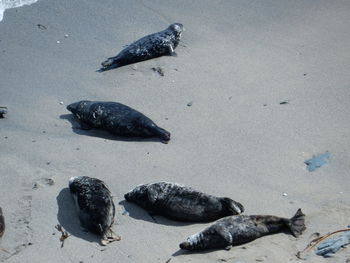 High angle view of crab on beach