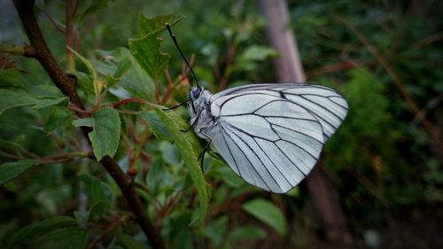 Butterfly perching on leaf