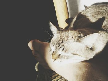 Close-up of cat sitting on hand