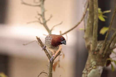 Spice finch bird lonchura punctulata perches on a branch in a tropical garden.