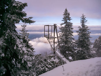 Snow covered pine trees in forest against sky