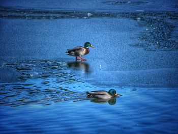 Duck swimming in lake