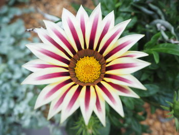 Close-up of pink flower