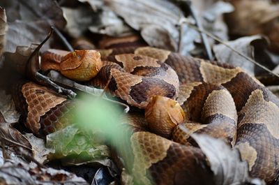 2 northern copperheads close up