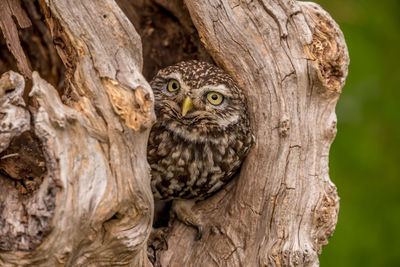 Little owl in a tree hollow