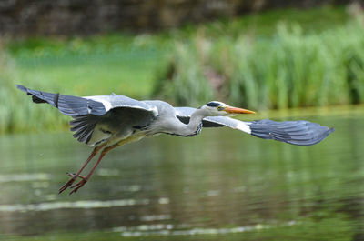 View of a heron flying over lake