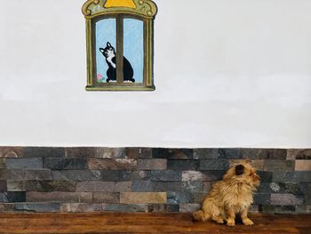 Dog sitting on window against wall
