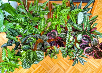 High angle view of vegetables on plant