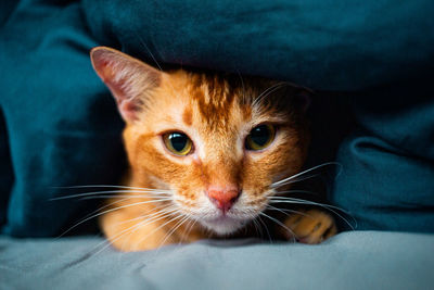 Close-up portrait of kitten