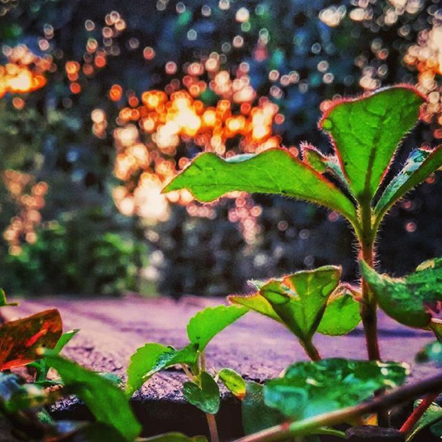 leaf, growth, green color, plant, close-up, focus on foreground, freshness, nature, leaves, growing, selective focus, beauty in nature, outdoors, day, sunlight, leaf vein, no people, stem, green, tranquility