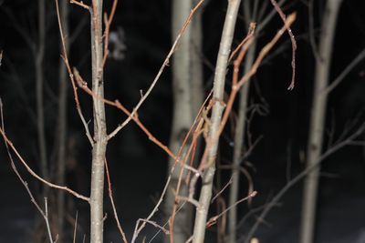 Close-up of dry plant at night