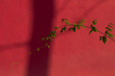 Close-up of plant against wall