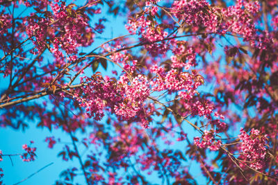 Low angle view of flowers blooming on tree