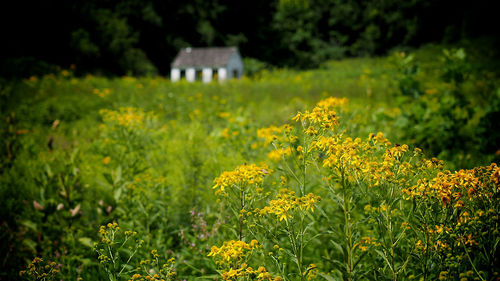 Yellow flowers blooming on field