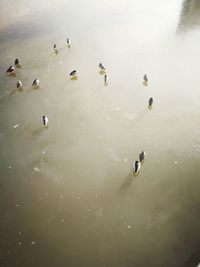 High angle view of swans swimming on lake