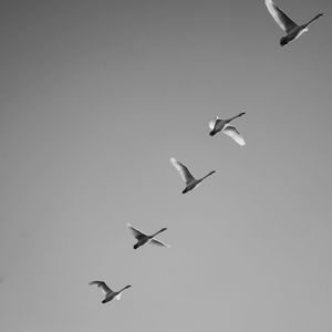 Low angle view of birds flying in sky