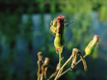 Close-up of wilted flower bud outdoors