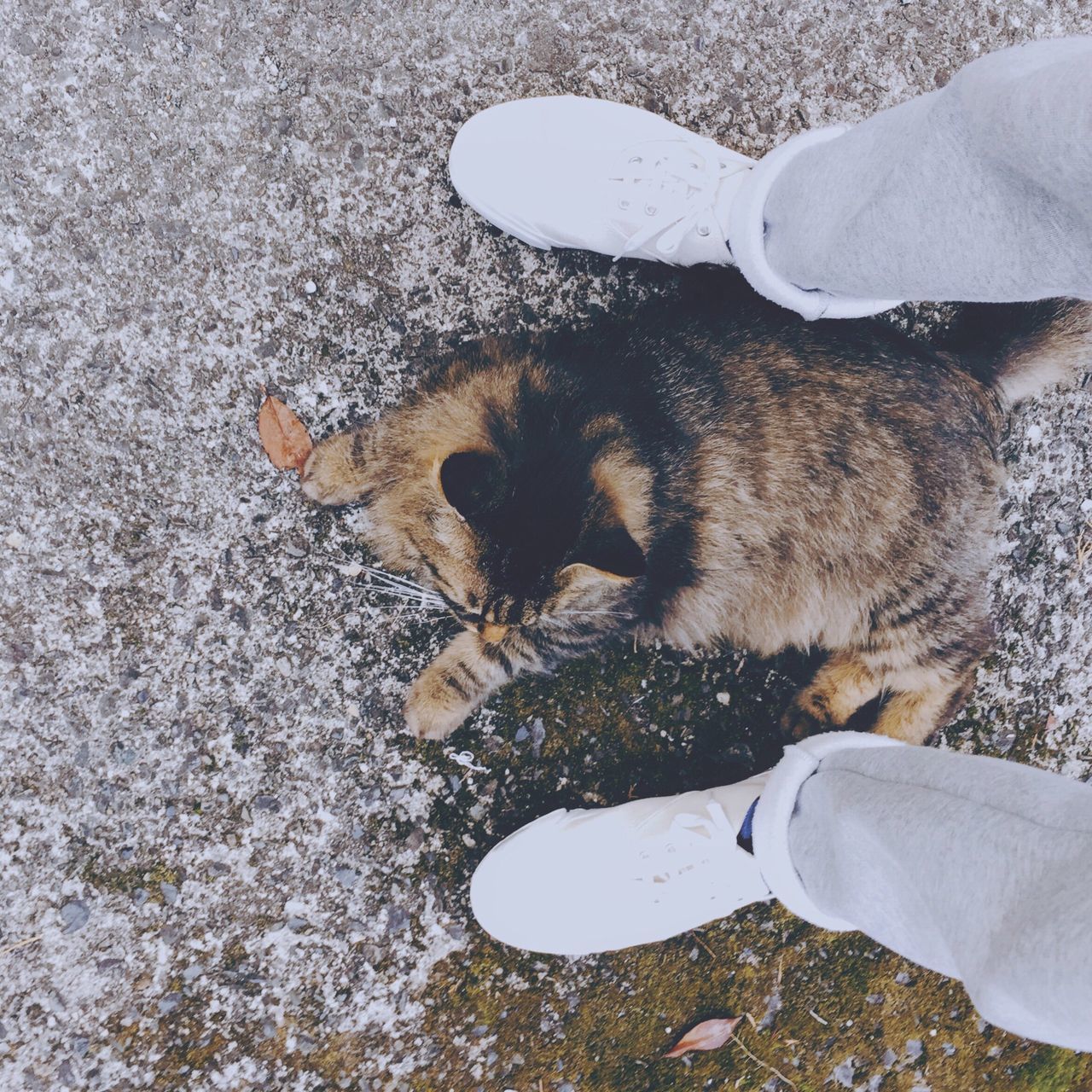 low section, person, high angle view, personal perspective, lifestyles, one animal, shoe, leisure activity, animal themes, unrecognizable person, standing, part of, pets, human foot, men, domestic animals