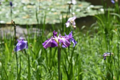 Close-up of purple flowering plants on field