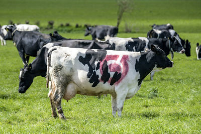 Cows on field