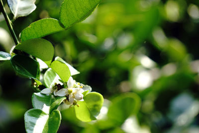 Close-up of insect on plant