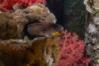 Moray eel mooray lycodontis undulatus in the red sea, eilat israel