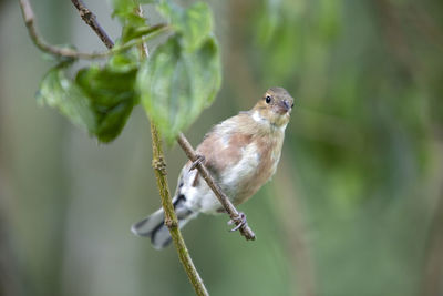 Close-up of bird perching on branch