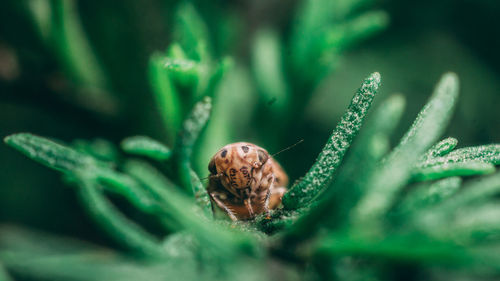 Close-up of insect on leaf