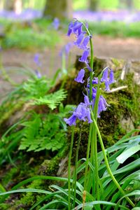 Close-up of purple flowers blooming on field