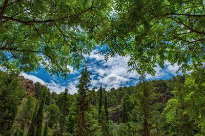 Low angle view of pine trees against sky