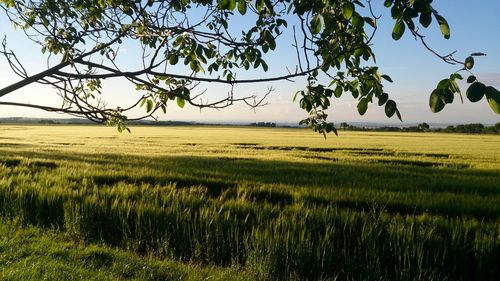 Scenic view of grassy field against sky