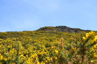 Yellow flowers growing in field