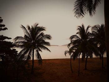 Silhouette palm trees on beach against clear sky