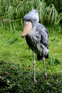 Close-up of a bird on field