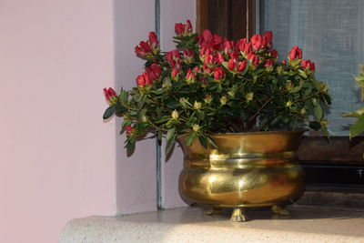 Close-up of potted plant on table
