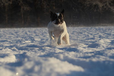 Dog on field