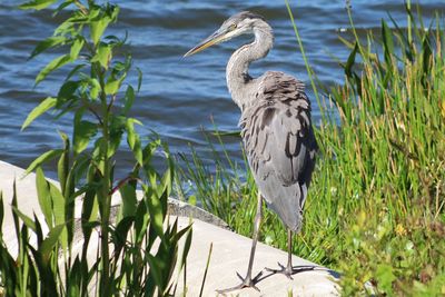 High angle view of gray heron on lake