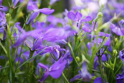 Close-up of purple crocus blooming outdoors