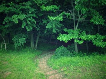 Trees in forest