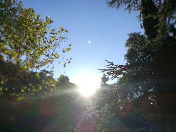 Low angle view of sun shining through trees