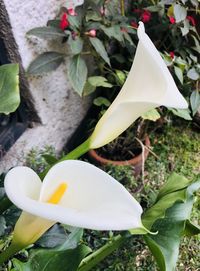 Close-up of white rose flower