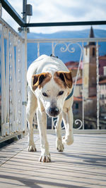 Portrait of dog standing against sky