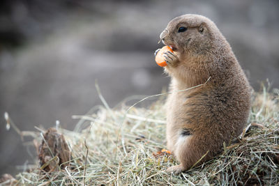 Close-up of a squirrel eating grass on field