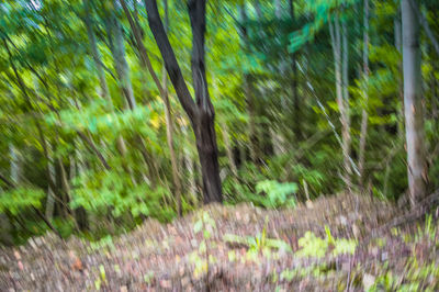 Defocused image of forest