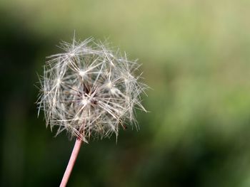 Close-up of dandelion