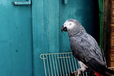 Close-up of parrot