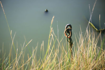 Close-up of bird on grass