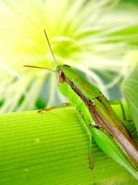 Close-up of insect on leaf